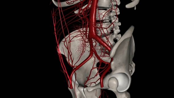 Inferior Epigastric Artery: Location & Function